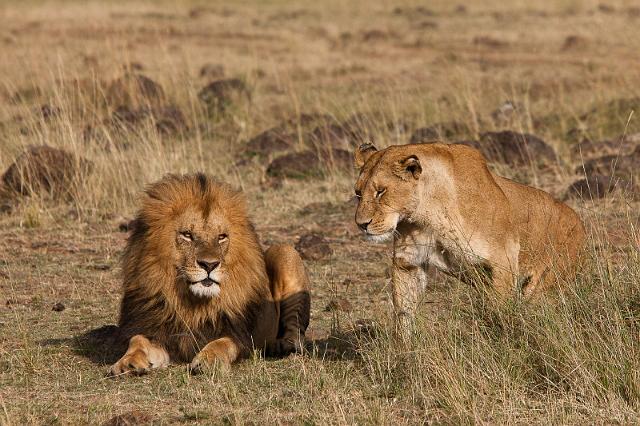 022 Kenia, Masai Mara, leeuwen.jpg